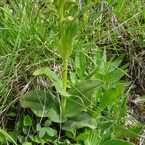 Grüne Hohlzunge / Coeloglossum viride